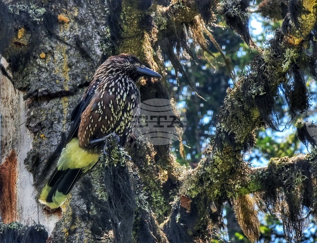 Витоша планина