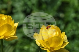 Витоша планина