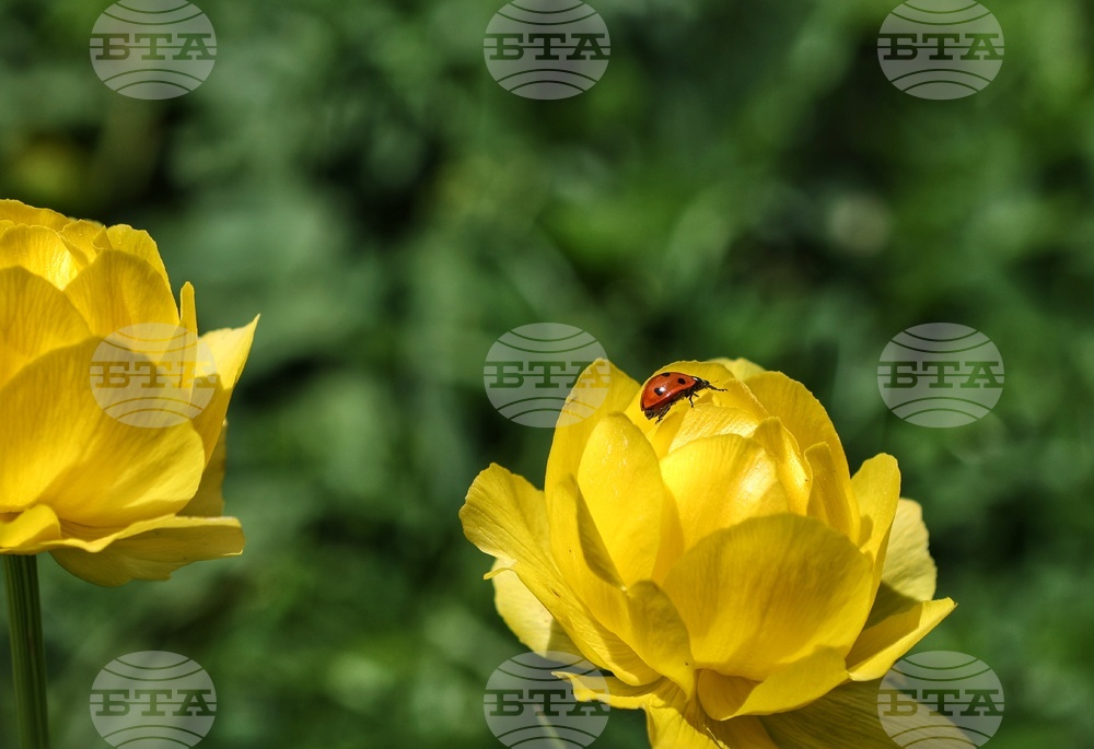 Витоша планина