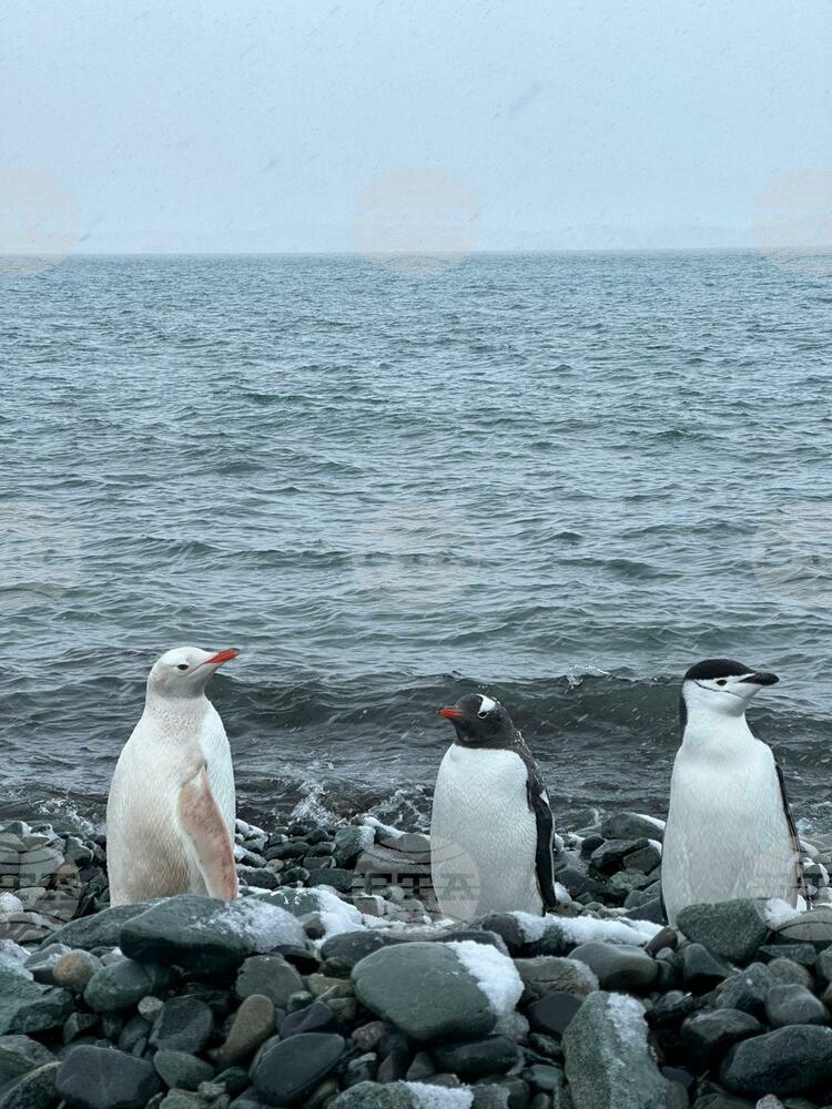 Bulgarian, Chilean Polar Explorers Spot Rare Snow-White Penguins in Antarctica