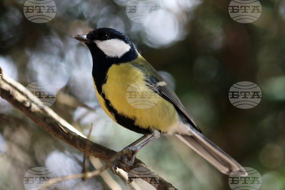A Seed of Love Campaign Saves Urban Birds in Winter 