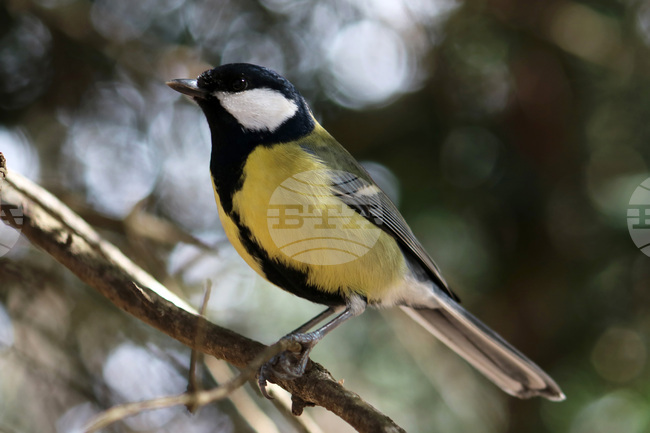 A Seed of Love Campaign Saves Urban Birds in Winter 