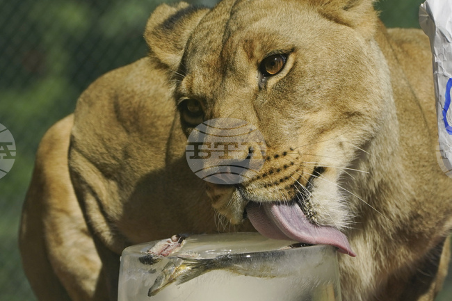 Пакистанските власти прибраха 18 лъва, гледани като домашни любимци