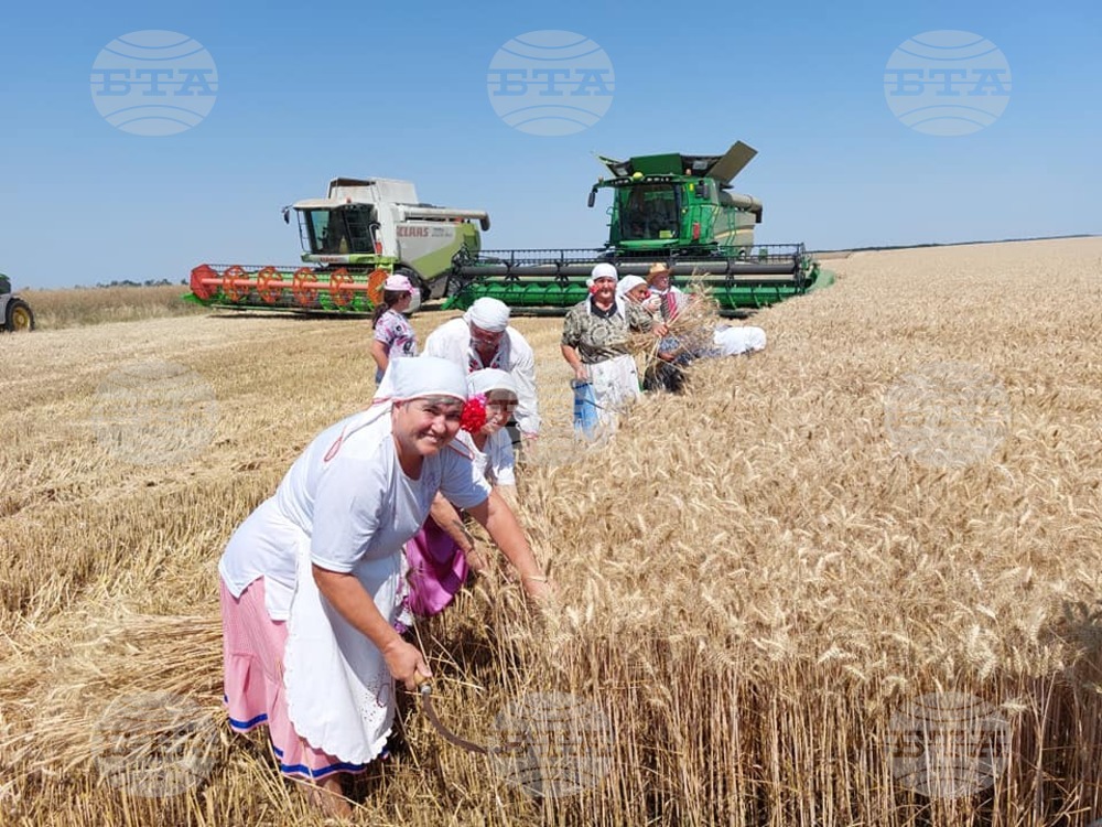 С ритуал от старо време започна жътвената кампания в силистренското село Гарван