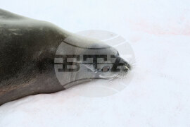 Антарктида - Национална антарктическа експедиция - полуостров Хърд - Ралица Събева