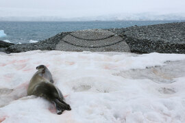 Антарктида - Национална антарктическа експедиция - полуостров Хърд - Ралица Събева