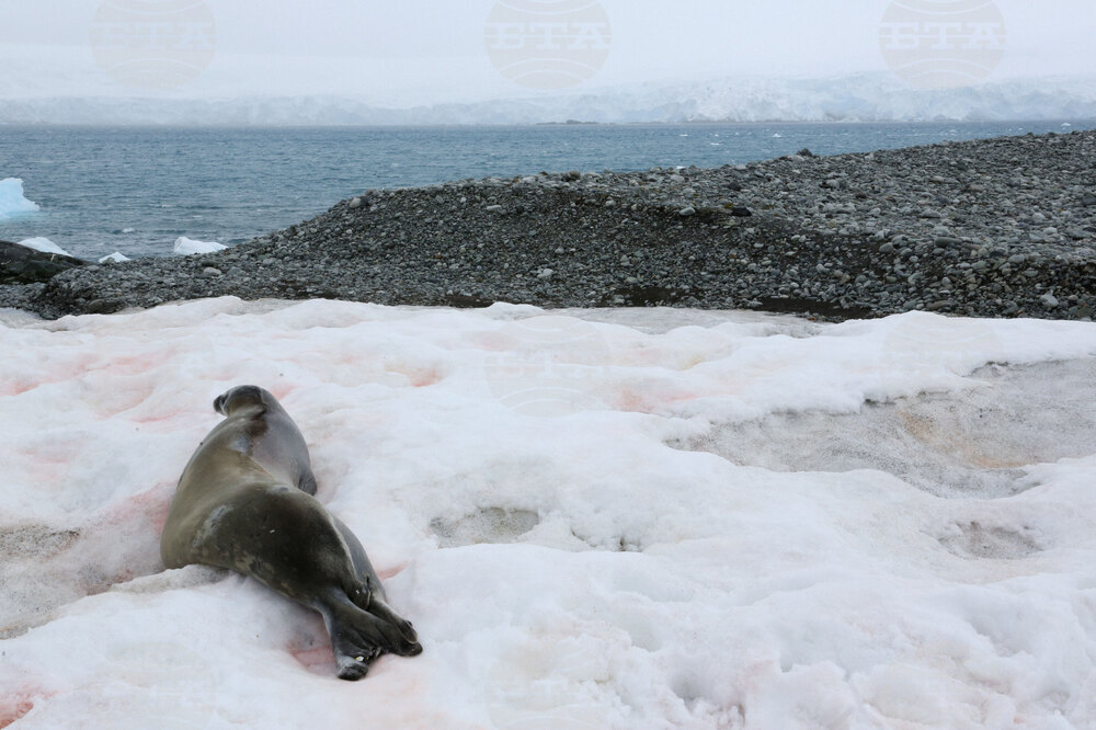 Антарктида - Национална антарктическа експедиция - полуостров Хърд - Ралица Събева
