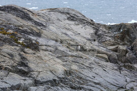 Антарктида - Национална антарктическа експедиция - полуостров Хърд - Ралица Събева