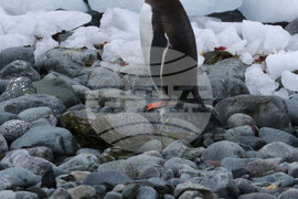 Антарктида - Национална антарктическа експедиция - полуостров Хърд - Ралица Събева
