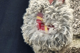 Добрич - Освобождение - годишнина