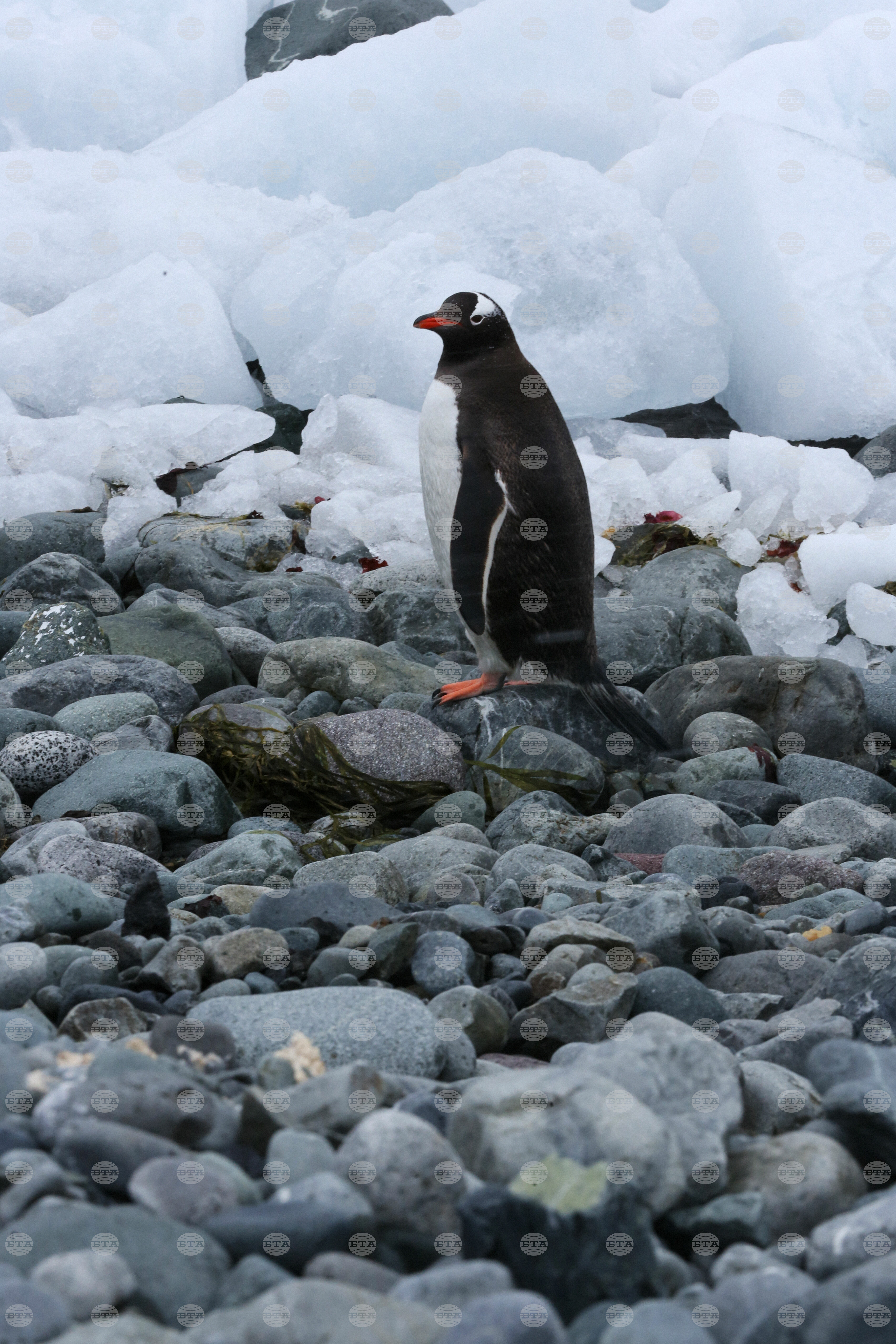 Bulgarian Researchers Find Two Types of Gold in Antarctica