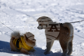 Семково - Зимен празник "Белица-Семково" 2024