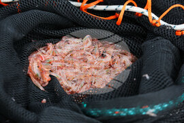 Национална антарктическа експедиция - Остров Ливингстън - Военен научноизследователски кораб „Св. Св. Кирил и Методий“ - НИК 421