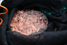 Национална антарктическа експедиция - Остров Ливингстън - Военен научноизследователски кораб „Св. Св. Кирил и Методий“ - НИК 421