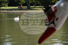 Благоевград - Парк Бачиново - патици