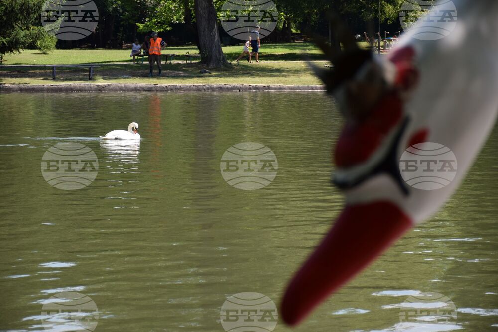 Благоевград - Парк Бачиново - патици