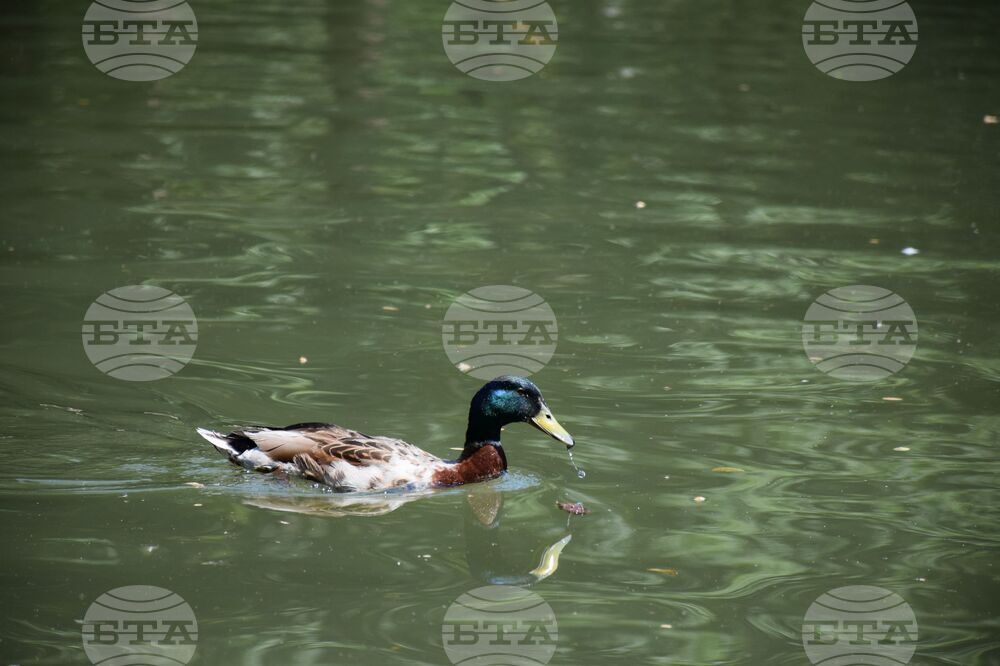 Благоевград - Парк Бачиново - патици