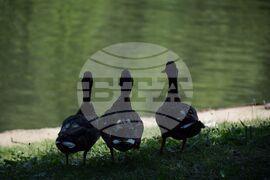 Благоевград - Парк Бачиново - патици