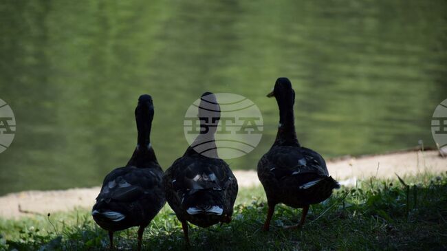 Близо 100 полудиви патици са разселили от Ловно-рибарското дружество в Ловеч