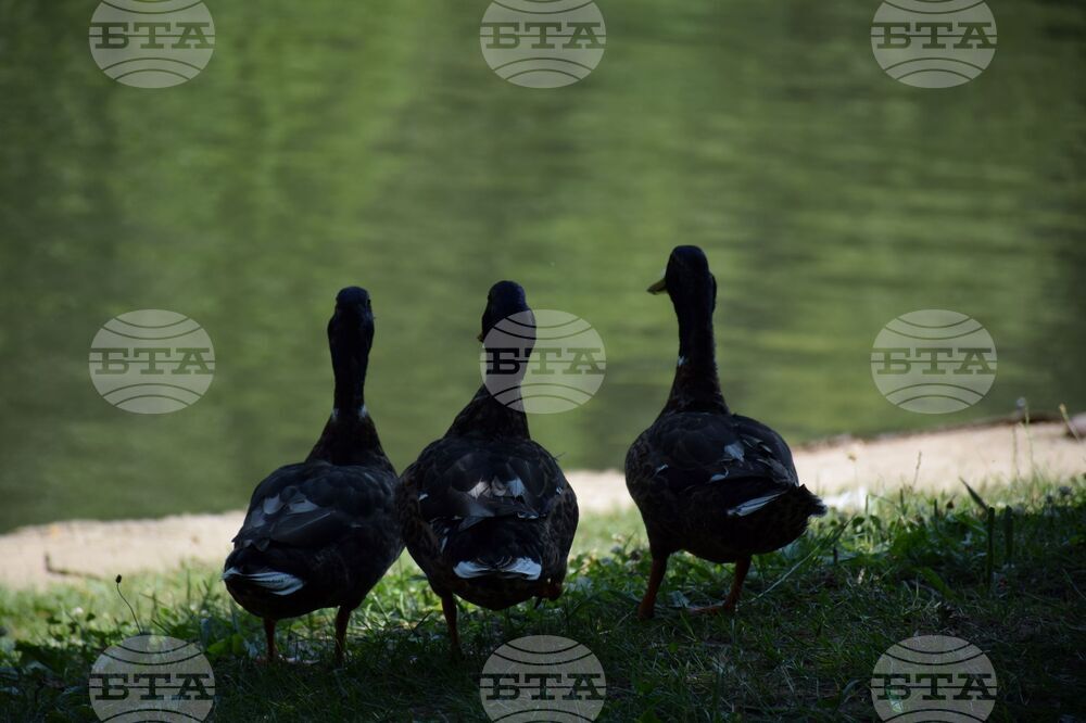 Благоевград - Парк Бачиново - патици