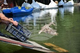 Благоевград - Парк Бачиново - патици