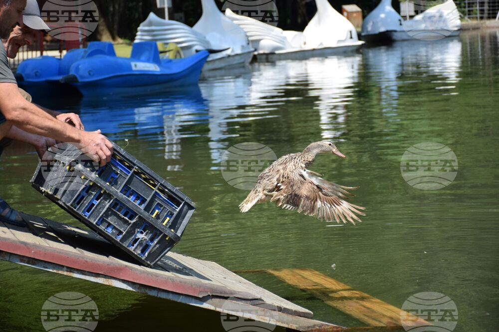 Благоевград - Парк Бачиново - патици