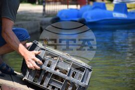 Благоевград - Парк Бачиново - патици