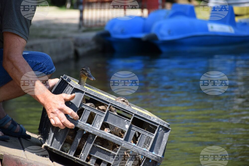 Благоевград - Парк Бачиново - патици