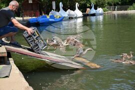 Благоевград - Парк Бачиново - патици