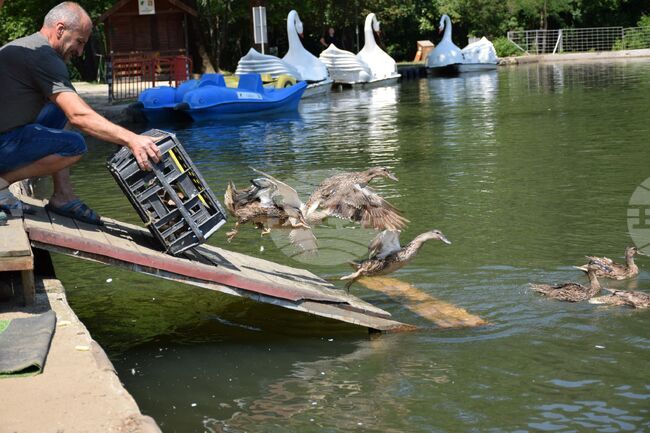 Благоевград - Парк Бачиново - патици