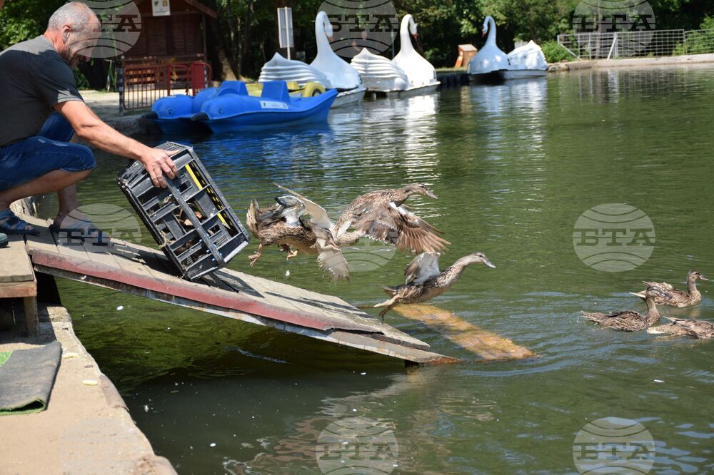 Благоевград - Парк Бачиново - патици