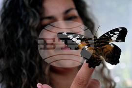 Бургас - изложба на живи тропически пеперуди