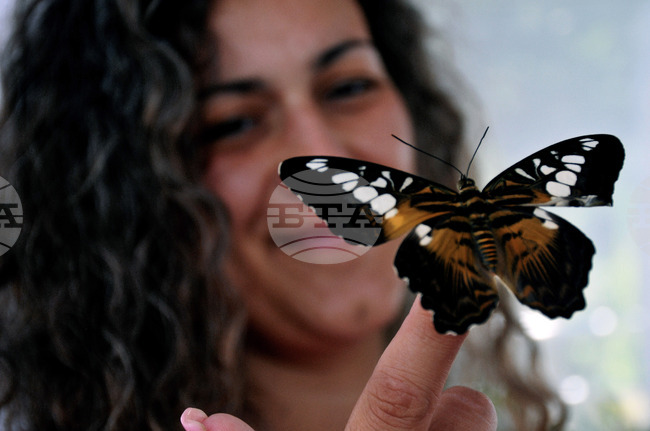 Бургас - изложба на живи тропически пеперуди