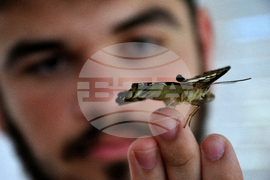 Бургас - изложба на живи тропически пеперуди