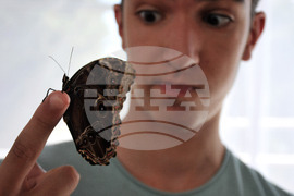 Бургас - изложба на живи тропически пеперуди