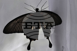 Бургас - изложба на живи тропически пеперуди