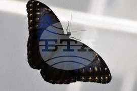 Бургас - изложба на живи тропически пеперуди