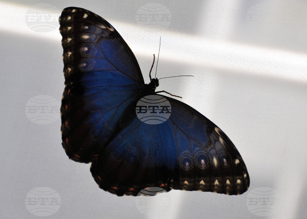 Празникът на пеперудите ще се проведе за поредна година от 4 до 6 юли край Полско-скакавишкия водопад