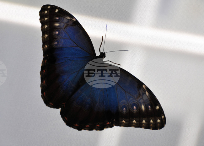 Празникът на пеперудите ще се проведе за поредна година от 4 до 6 юли край Полско-скакавишкия водопад