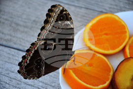 Бургас - изложба на живи тропически пеперуди