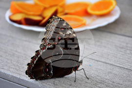 Бургас - изложба на живи тропически пеперуди