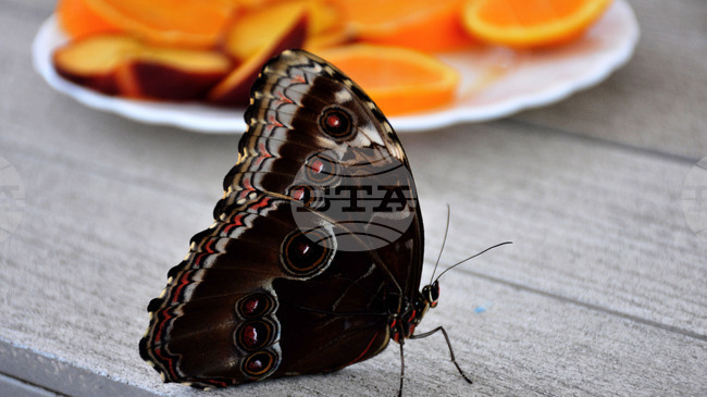 Sixth Butterfly Festival to Be Held in Plovdiv Natural History Museum September 19-21