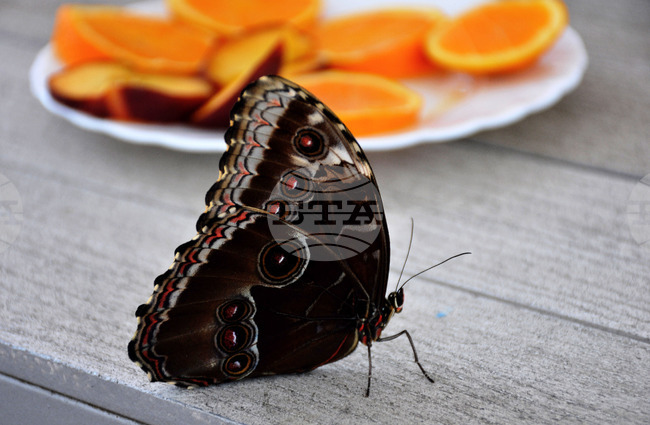 Sixth Butterfly Festival to Be Held in Plovdiv Natural History Museum September 19-21