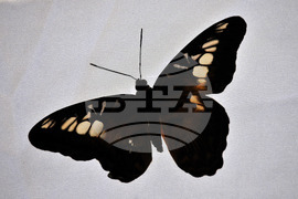 Бургас - изложба на живи тропически пеперуди