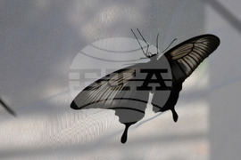 Бургас - изложба на живи тропически пеперуди