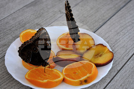 Бургас - изложба на живи тропически пеперуди