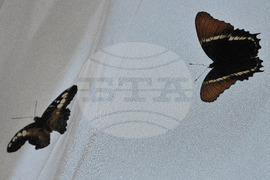 Бургас - изложба на живи тропически пеперуди