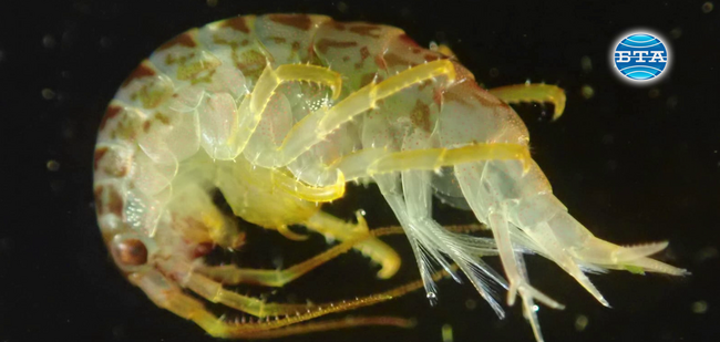 Обитателите на антарктическото морско дъно са като аларма за промените, които настъпват на Ледения континент, каза за БТА доц. Любомир Кендеров