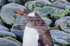 Национална антарктическа експедиция - остров Ливингстън - отпадъци - товарене 