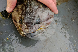 Национална антарктическа експедиция - остров Ливингстън - Елиза Узунова - изследвания